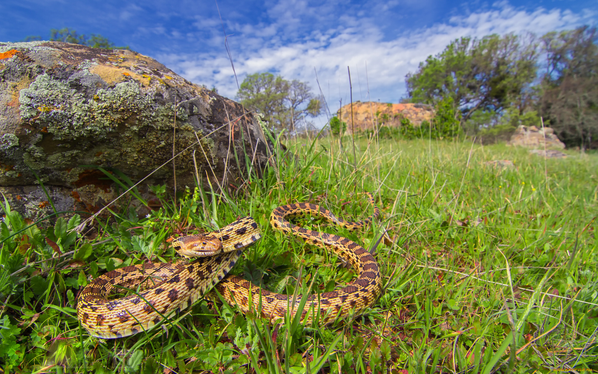 pacific gopher snake, , ,  ,  , , 
